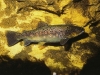 vacances famille pyrenees pleine nature peche a la truite